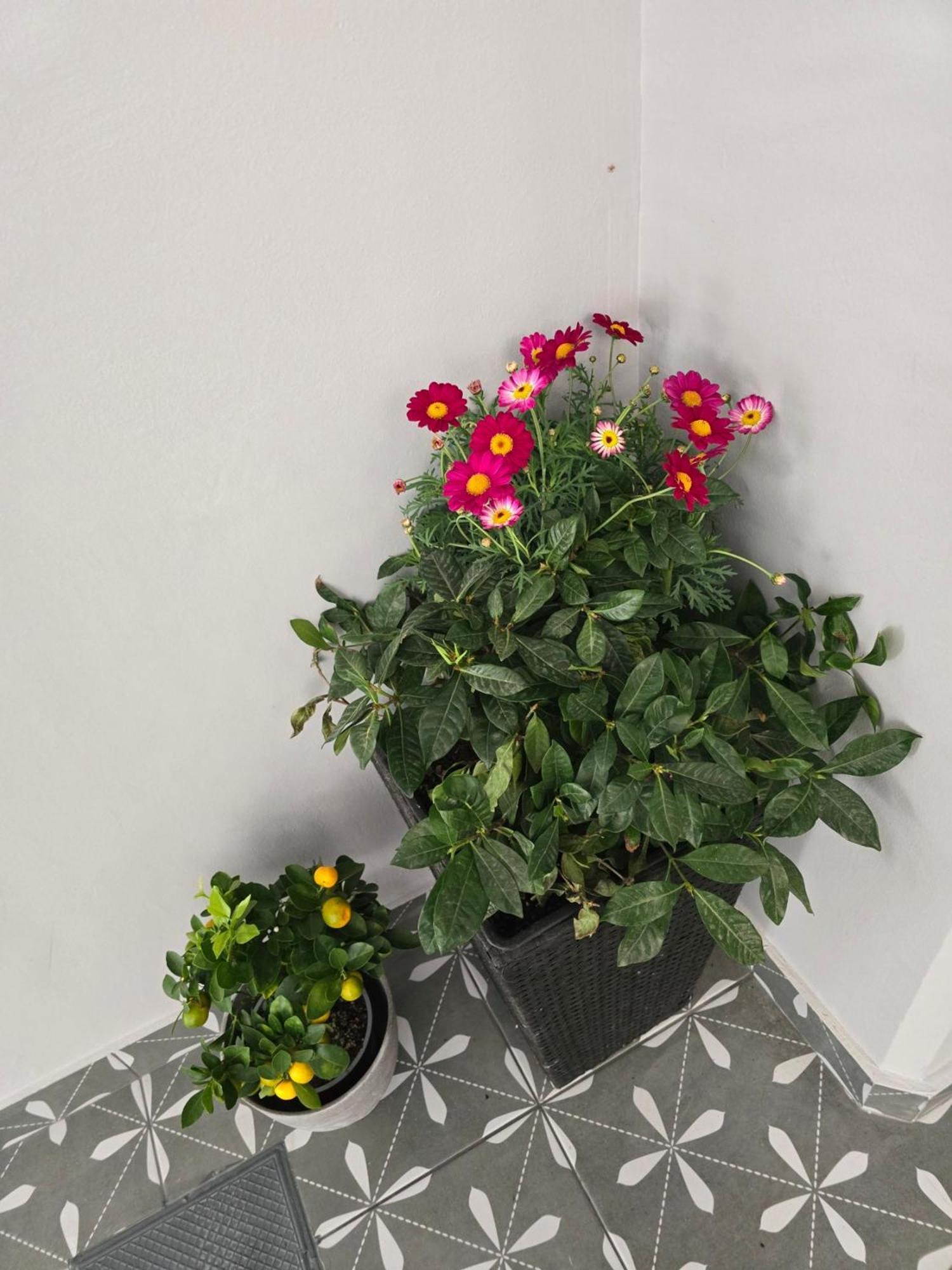 אתונה Glyfada'S Cosy Apartments מראה חיצוני תמונה